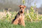 WELSH TERRIER 106